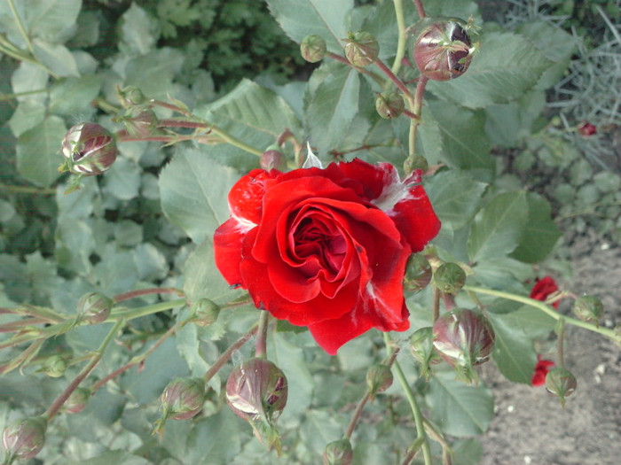 P300511_20.150002 - trandafiri