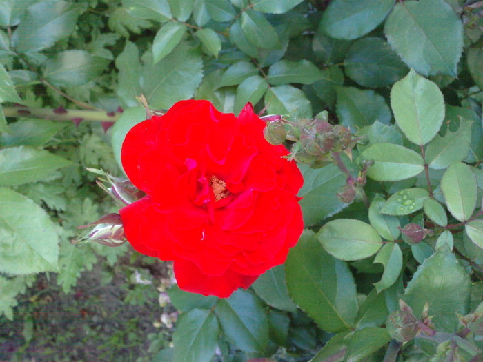 P300511_20.150004 - trandafiri
