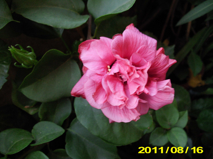 Picture 011 - hibiscus