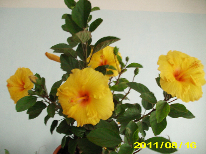 Picture 029 - hibiscus