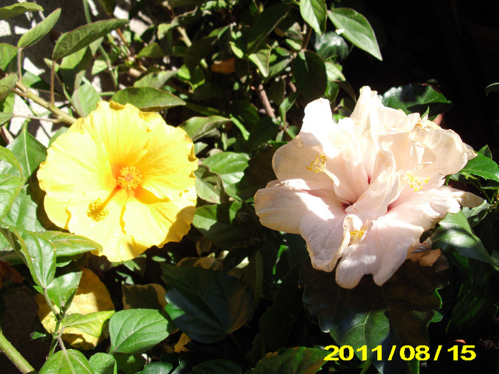 Picture 037 - hibiscus