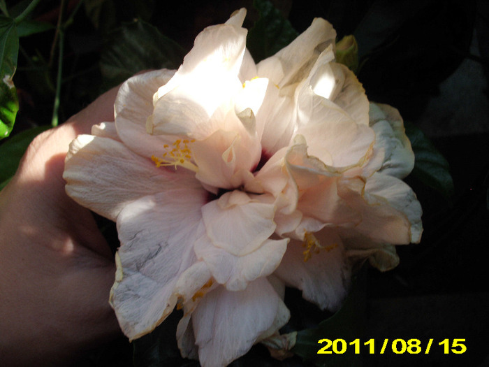 Picture 039 - hibiscus