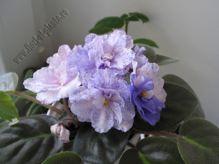 Saintpaulia RS-Morskaya Princessa 6