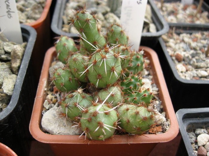 Tephrocactus  ?