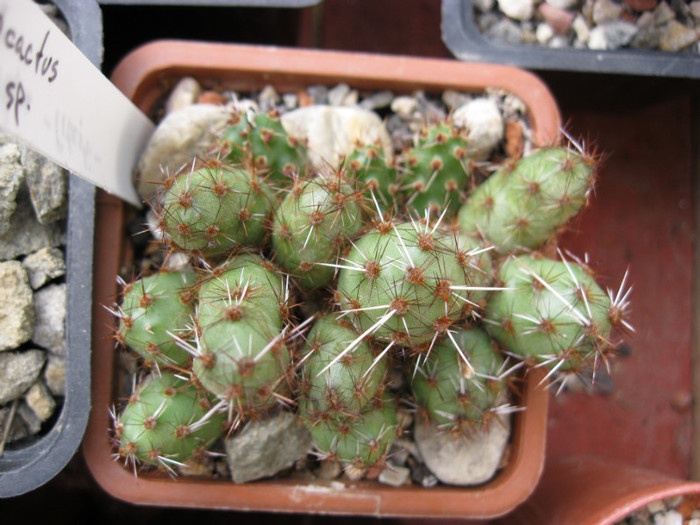 Tephrocactus ? - Opuntia-Tephrocactus
