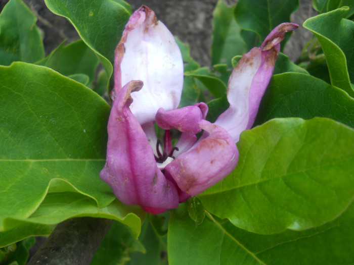 magnolie inflorita in august - A12vara2011