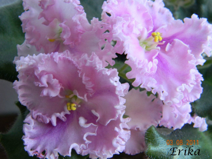 Rosie Ruffles 03-08-2011