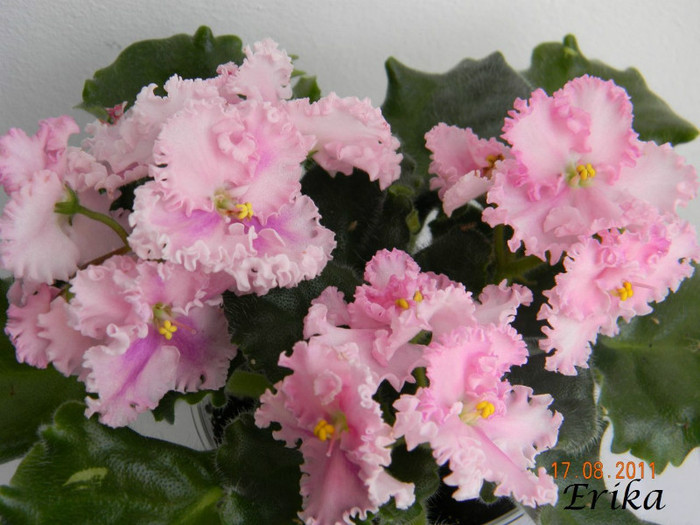 Rosie Ruffles 17-08-2011\'