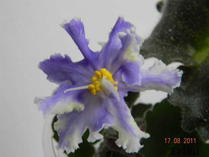 RS-Jar Ptita 17-08-2011\'