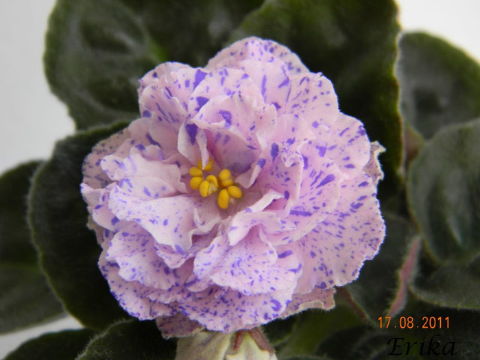 RS-Morskaja Princesa 17-08-2011\'