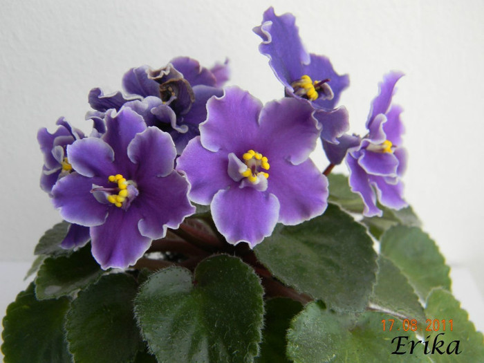 Watermelon Bay  17-08-2011