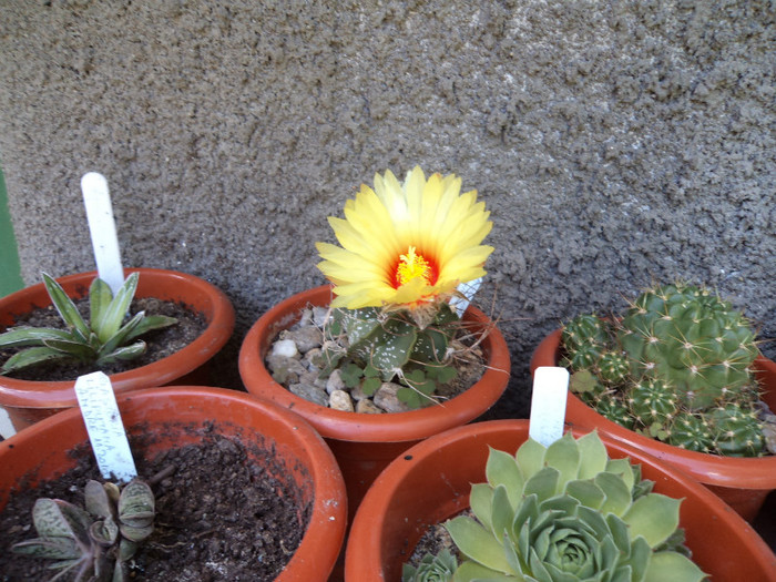 Floare de astrophyt - Cactusi si suculente 2011