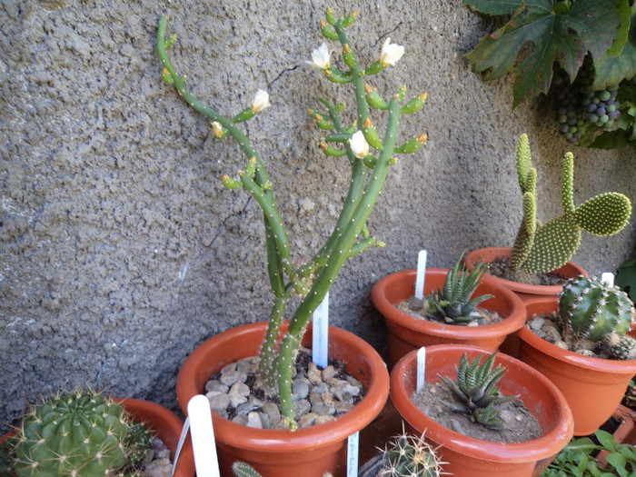 Australocylindropuntia "buchet" - Cactusi si suculente 2011