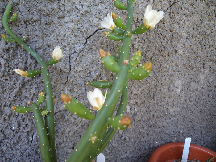 Flori si boboci la austrocyl. - Cactusi si suculente 2011