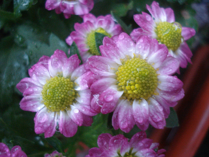 Chrysanth Picomini Purple (2011, Aug.18) - Chrysanth Picomini Purple