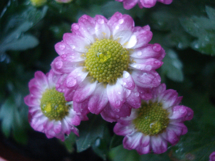 Chrysanth Picomini Purple (2011, Aug.18)