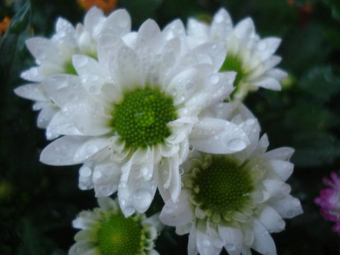 Chrysanth Picomini White (2011, Aug.14) - Chrysanth Picomini White