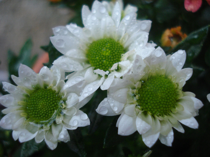 Chrysanth Picomini White (2011, Aug.14) - Chrysanth Picomini White