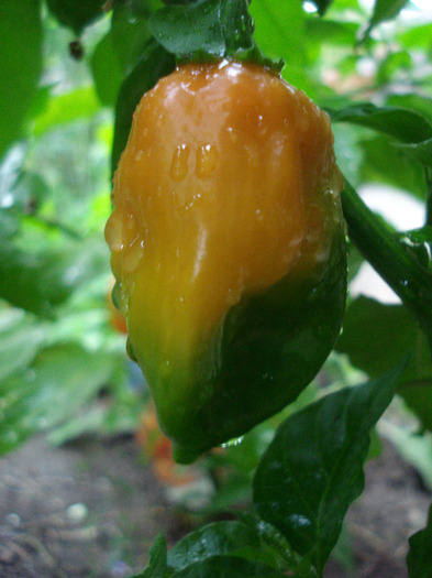 Orange Habanero Pepper (2011, Aug.18) - Habanero Orange