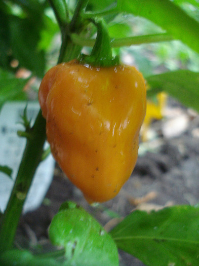 Orange Habanero Pepper (2011, Aug.18) - Habanero Orange