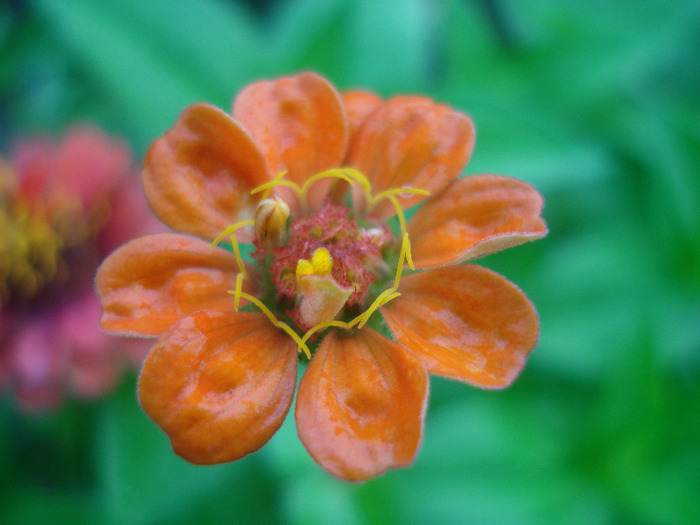 Zinnia elegans (2011, August 18) - ZINNIA Elegans