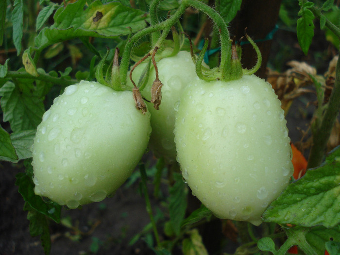 Tomato Campbell (2011, August 18) - Tomato Campbell