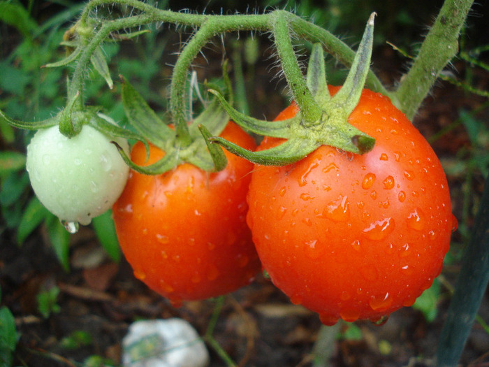 Tomato Campbell (2011, August 18)