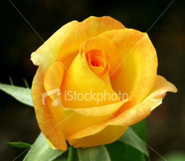istockphoto_53486-close-up-yellow-orange-rose