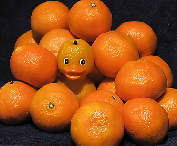orange-FUZ-duck