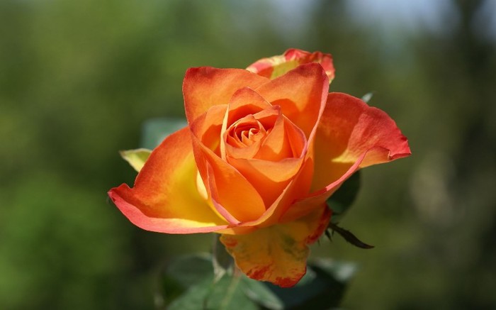 orange-roses--rose-flower-pictures-218 - Orange