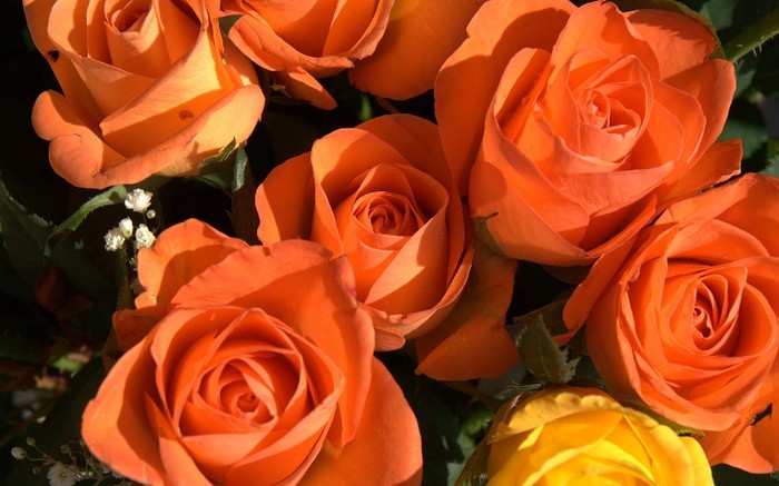 orange-roses--rose-flower-pictures-230 - Orange