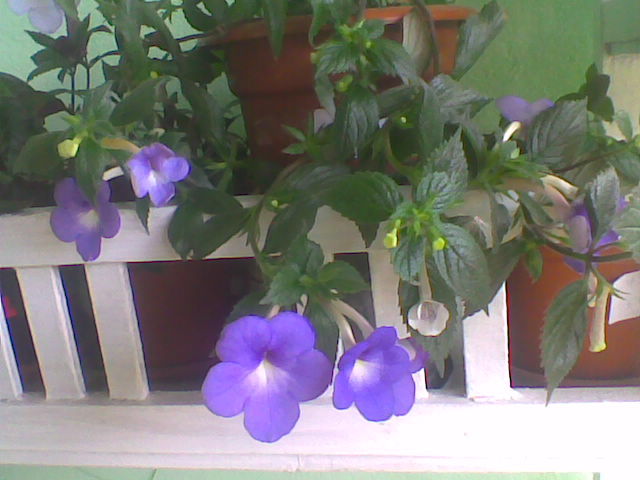 Imag033 - ACHIMENES 2011