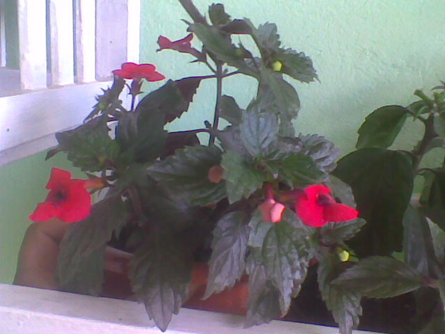 Imag035 - ACHIMENES 2011