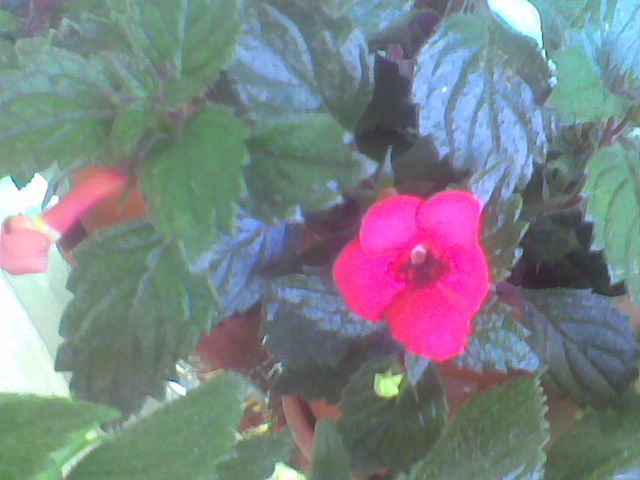 Imag047 - ACHIMENES 2011