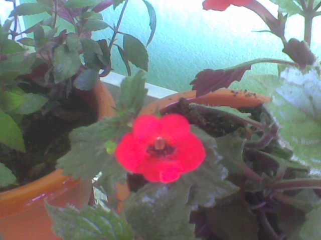 Imag048 - ACHIMENES 2011