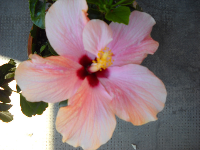 18.08.011 pierdut - HIBISCUS- 2011