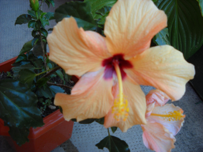 am inflorit;18.08.2011 - HIBISCUS- 2011