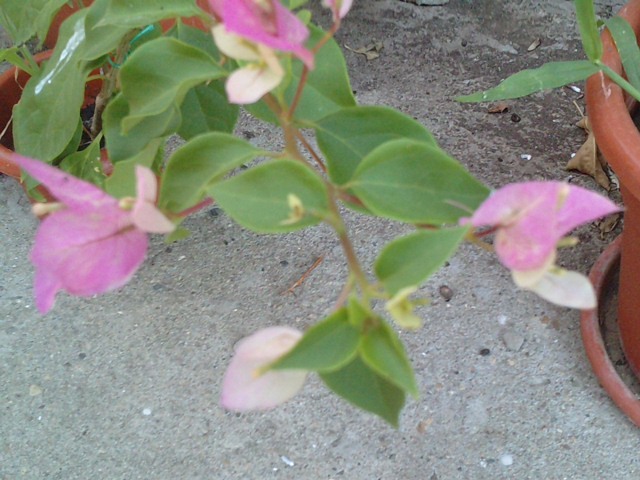 magic - Bougainvillea