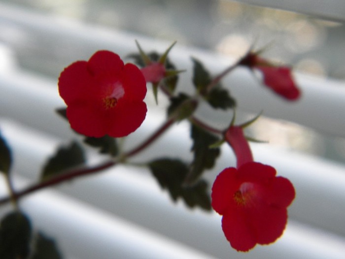 Erecta