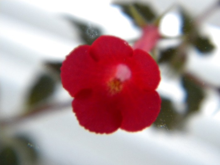 Erecta