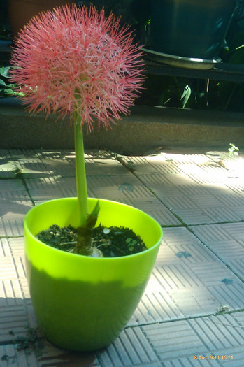 IMAG1107 - scadoxus multiflorus