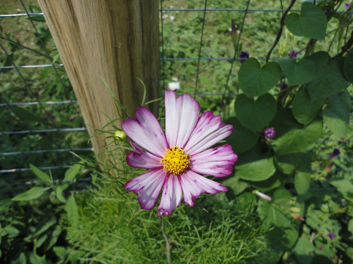 Cosmos