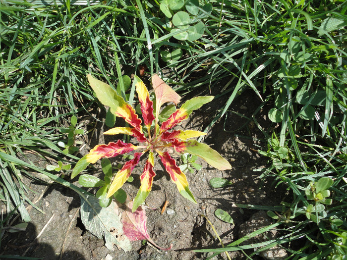 Amarantus tricolor - Gradina 2011