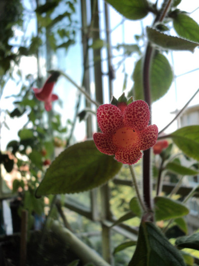 DSC02212 - Acasa_Kohleria