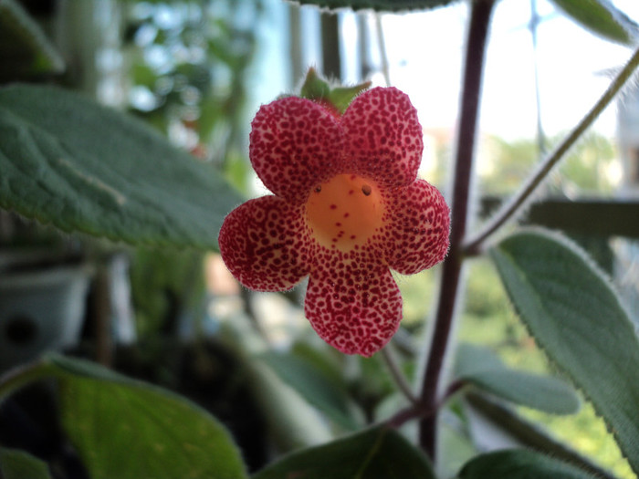 DSC02213 - Acasa_Kohleria