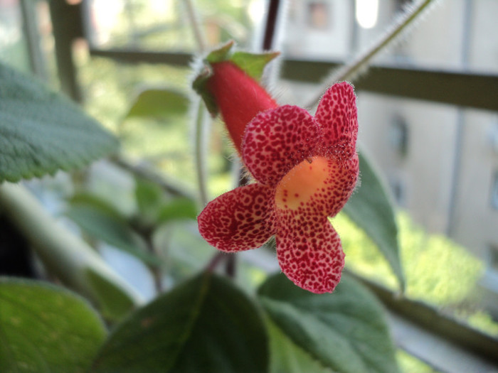 DSC02214 - Acasa_Kohleria