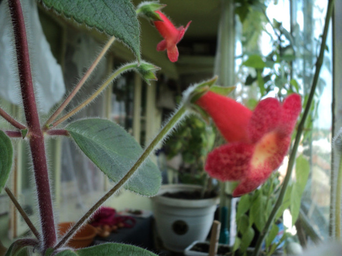 DSC02216 - Acasa_Kohleria