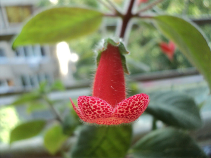 DSC02220 - Acasa_Kohleria