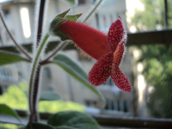 DSC02223 - Acasa_Kohleria