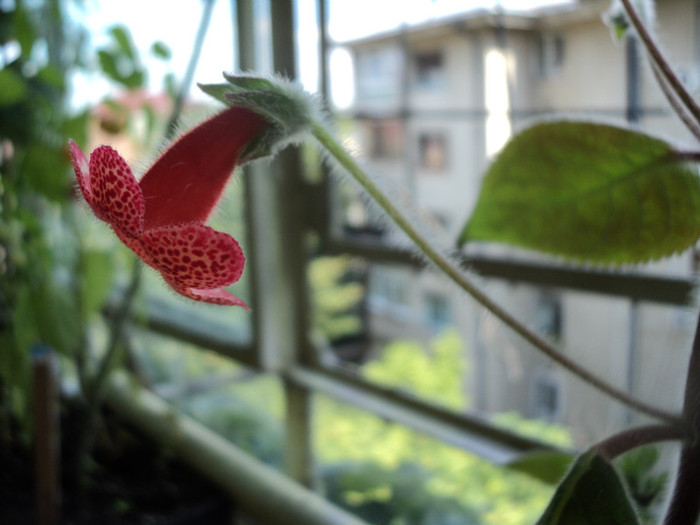 DSC02225 - Acasa_Kohleria